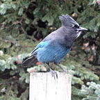 La huppe bleue de Rogers Pass