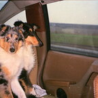 Les 2 chiots en voiture : cyan cristal en l'an 2000