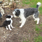 Bébé Cody et le grand frère Cisco